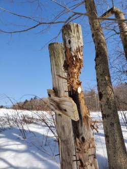 Bear post Photo: Janice Tassinari