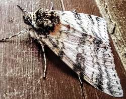 Moth Photo: Danielle Mattraw