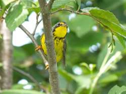 Canada warbler Photo: Susan Elliott