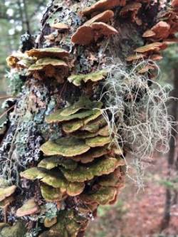 Bracket fungus Photo: David Porter