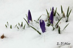 Crocus Photo: Eric D'Aleo