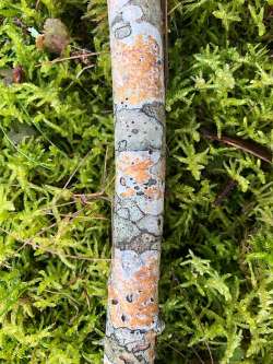 Crustose lichens Photo: David Porter