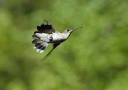 Hummingbird Photo: Barry Wicklow