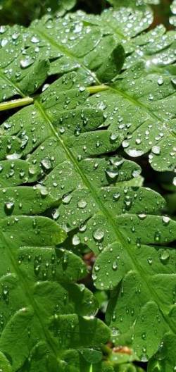 Ferns Photo: Sue Lichty