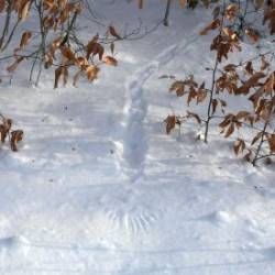 Grouse Landing Photo: AM Dannis