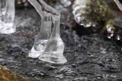 Ice Bells Photo: Eric D'Aleo