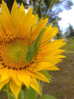 Katydid Photo: Elaine Philbrook