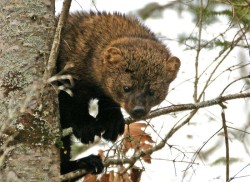 Local fisher Photo: Kirk Gentalen