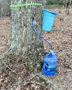 Maple taps Photo: Ross Lanius