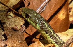 May Snake Photo: Debra Clough