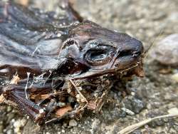 Mummified wood frog Photo: Kirk T. Gentalen