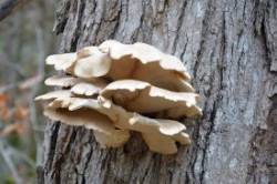 Mushroom Photo: Judy Sweet