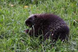 Porcupine Photo: Eric D’Aleo