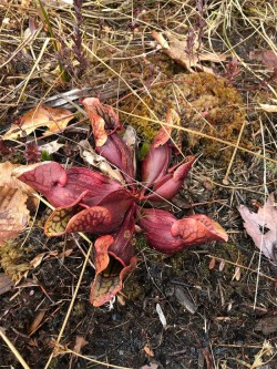 Purple Pitcher plant Photo: Tyler McGinley