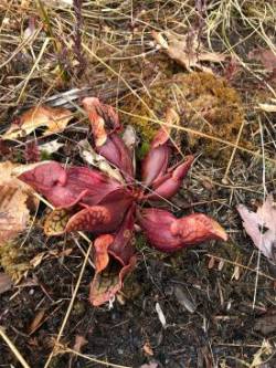 Purple Pitcher plant Photo: Tyler McGinley