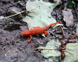 Red eft Photo: Sheri Larsen