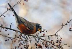 Robin Photo: Geoffrey Bluh