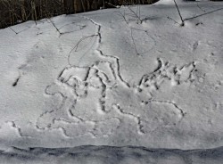 Rodent doodles Photo: Tami Gingrich