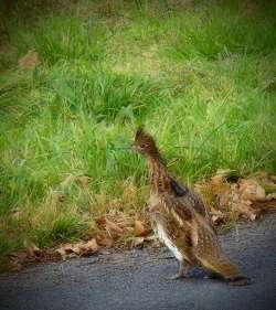 Ruffed grouse Photo: Michael V. Wilson