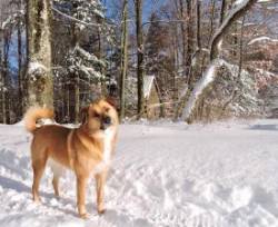 Sadie Mae Photo: Tami Gingrich