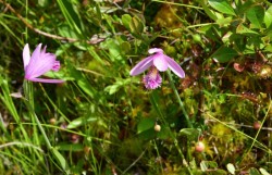 Snakemouth Orchids Photo: Susan March