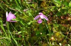 Snakemouth Orchids Photo: Susan March
