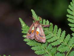 Spiny oak slug moth Photo: Charlie Schwarz