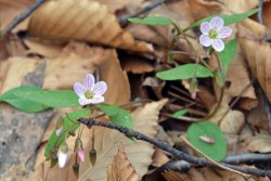 Spring beauties Photo: Judy Sweet