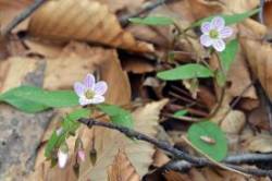 Spring beauties Photo: Judy Sweet