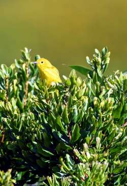 Yellow bird Photo: Mike Steele