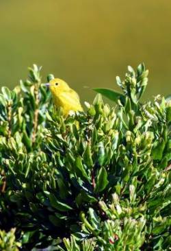 Yellow bird Photo: Mike Steele