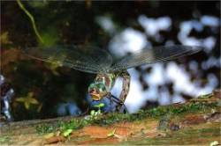 Swamp darner Photo: Tami Gingrich