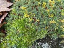 Moss Photo: Igor Zlokarnik