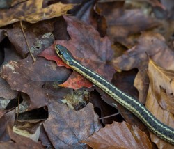 Garter Snake Photo: Tig Tillinghast