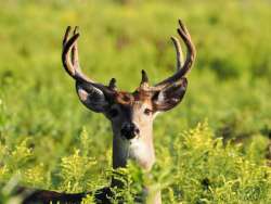 Whitetail buck Photo: Tom Grett