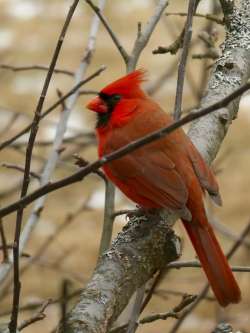 Winter cardinal Photo: Ken Hatch