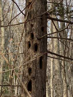 Woodpecker holes Photo: Matt DeLuca