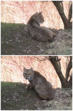 Backyard bobcat Photo: Jukka Konola