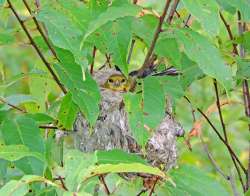 american goldfinch Photo: Tami Gingrich