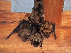 Bats Photo: Charlie Schwarz