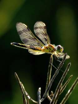 Halloween pennant Photo: Charlie Schwarz