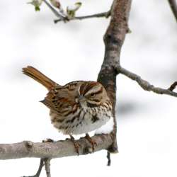 Sparrow Photo: Ken Hatch