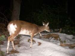 Deer Photo: Charlie Schwarz