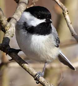 Chickadee Photo: Peter Hollinger