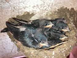 Baby barn swallows Photo: Richard Philben