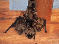 Bats Photo: Charlie Schwarz
