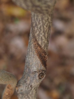 Bittersweet Photo: Ross Lanius