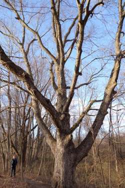 Black birch Photo: Geoffrey Bluh