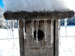 Birdbird box Photo: Tami Gingrich