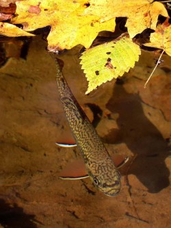 Brook Trout Photo: Charlie